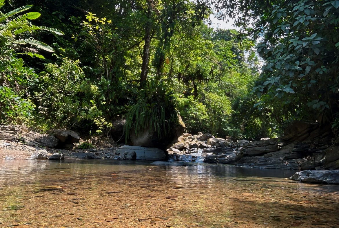 JUNGLE DREAMS FARM: WHERE NATURE MEETS SERENITY – 20 ACRES